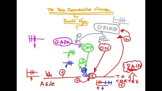 Modulación del dolor vías descendentes [upl. by Imugem]