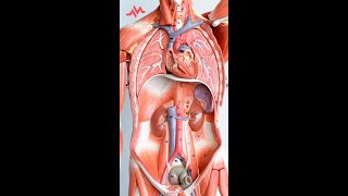 Abdominal Anatomy  Retroperitoneal Organs  Shorts [upl. by Yra]