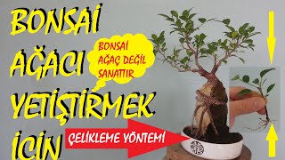 Bonsai ağacı nasıl yetiştirilir ficusretusa [upl. by Olnton]