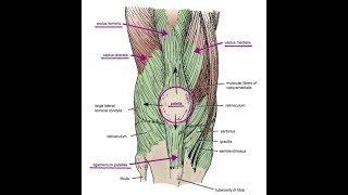 CUADRICEPS fortalecimiento mediante ejercicios concéntricos [upl. by Siramay]