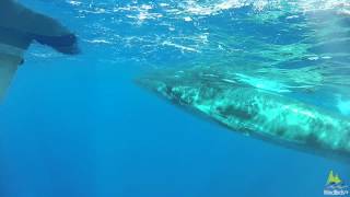 Sei Whale Balaenoptera borealis off Madeira Portugal [upl. by Uos469]