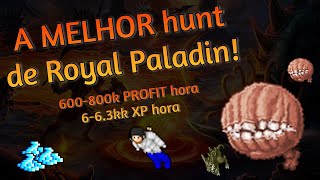 Tibia  Roshamuul Guzzlemaw Valley West  Os famosos BOCÃO de ROYAL PALADIN SOLO [upl. by Island572]