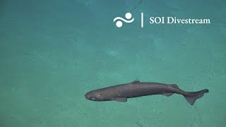 SOI Divestream S0493  Diving to a Detachment Fault [upl. by Tally]