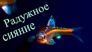 Аквариумная рыбка Радужное сияние Notropsis chrosomus [upl. by Arianie411]