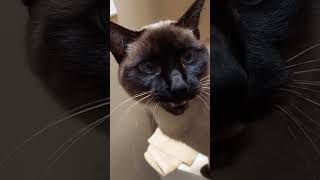 Siamese Cat Meows siamese catmeows [upl. by Pavier874]