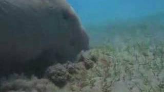 4 The Dugongs of Abu Dhabi [upl. by Agan568]