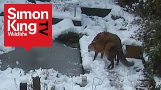 Foxes Mating  Very Rare Footage  Fascinating Behaviour [upl. by Reivad]