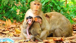 Mother monkeys provide their babies with a warm and cozy environment in her chest monkeyscorner [upl. by Ieso]