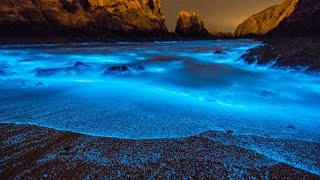 What Is Bioluminescence [upl. by Eglantine]