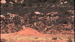 Springbok Antelope Herd roaming over rocky ground in a South African National Park Game Reserve [upl. by Il]