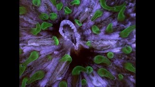 Slimer  Green Tentacled Cycloseris Feeding [upl. by Aizirtap412]