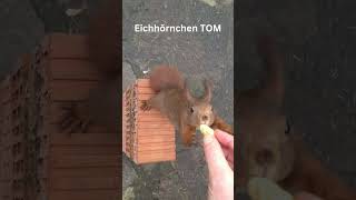 TOM das Eichhörnchen 4 [upl. by Olegnaed]