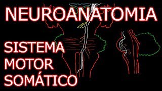 Aula Neuroanatomia  Sistema Motor Somático Vias Descendentes  Neuroanatomia Humana 4 [upl. by Ahtenak]