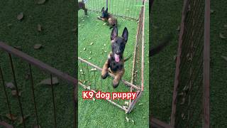 K9 Malinois dog germanshepherd belgianmalinois malinois pettraining trainingdog workingdog [upl. by Anastice]