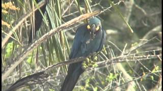 Tool Use by New World Parrots Hyacinth Macaws Lears Macaws and Scarlet Macaws in the Wildavi [upl. by Ainafets100]