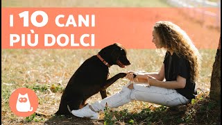 10 RAZZE DI CANI PIÙ AFFETTUOSI del mondo 🐶❤️ [upl. by Orose557]