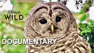 Haunt of the Barred Owl  Wildlife Documentary  Owls of the Northern Boreal Forest  Canada Wild 🇨🇦 [upl. by Ahsiet]