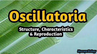 Oscillatoria  Structure amp Reproduction  BSMSBotany  Urdu amp Hindi [upl. by Meredith544]