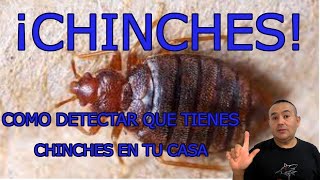 CHINCHES Como SABER si tienes chinches en tu CASA [upl. by Ztirf]