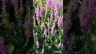 Lythrum Salicaria Plant Purple Loosestrife botanic lythrum plant flowers βότανο salicaria [upl. by Zawde]