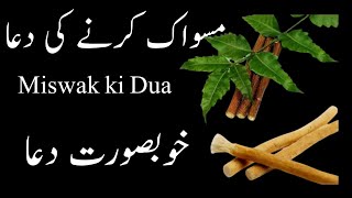 Miswak  Miswak ki dua Miswak k fiyade  Uses of miswak  Miswak ki fizilat [upl. by Mayman344]