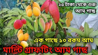 এক গাছে ৮১০ রকম আম ফলবে। আম গাছ শুরু হচ্ছে ২৫ টাকা থেকে। মাল্টি গ্রাফটিং আম গাছ। [upl. by Janith]