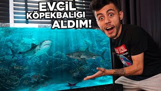 EVE KÖPEKBALIĞI ALDIM   YENİ EVCİL HAYVANIM  🦈 [upl. by Anirehs]