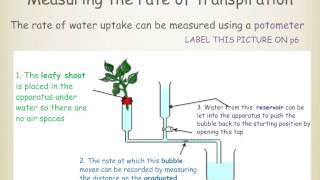 IGCSE 28 transpiration [upl. by Ayikaz]