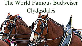 Budweiser Clydesdales Arrive in Muskegon [upl. by Ardnnaed859]