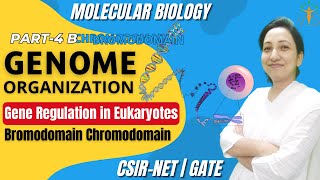 Genome Organization Part 4b  Gene Regulation  Bromodomain  chromodomain  CSIR NET Life Sciences [upl. by Ogg]