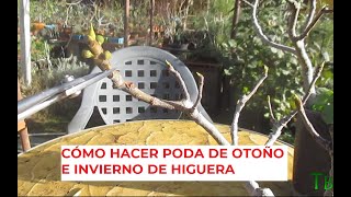 CÓMO HACER PODA DE OTOÑO E INVIERNO DE HIGUERA FICUS CARICA [upl. by Av983]