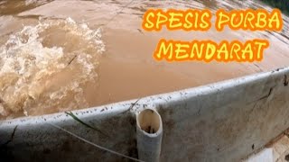 goonch catfish spesis ikan purba mendarat pagi ini [upl. by Cantu]