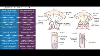 Microscopic difference between The jejunum and the Ileum [upl. by Melita]