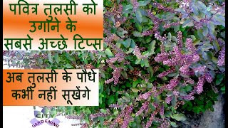 Best grow and care tips for TULSI  HOLY BASIL [upl. by Munro]