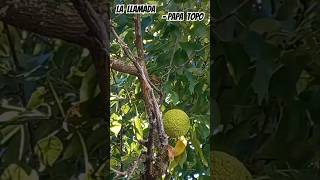 Maclura pomifera tree fruiting at Jardim Botanico Lisboa papatopo spanishmusic tree indie pop [upl. by Mott]