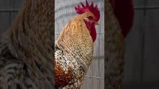 Bielefelder Kennhuhn shorts Bielefelder Chicken Rooster [upl. by Ainez]