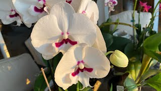 How To Propagate amp Divide Orchids  Aggregatum Encyclia Mitonia Brassavolae Cattleya [upl. by Lanita46]