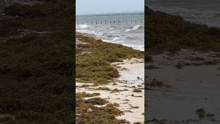 There is SO MUCH SEAWEED cancun [upl. by Kristopher]