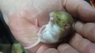 Baby Fat Tailed Gerbil  Duprasi Having A Wash  CUTE [upl. by Bryna]