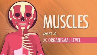 Muscles Part 2  Organismal Level Crash Course Anatomy amp Physiology 22 [upl. by Chobot7]