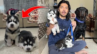 24 Hr with Husky puppies😍 Dog can talk 278  Rottweiler vs Husky cheeni ke puppy  Review reloaded [upl. by Ignatzia135]