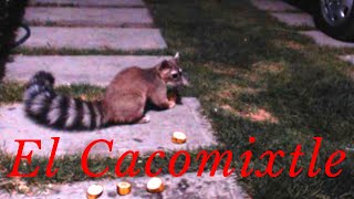 EL CACOMIXTLE 🐺 Y SU TIEMPO⏰ [upl. by Ettebab]