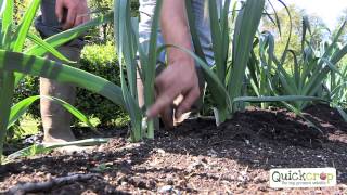 How To Grow Leeks  An Easy To Follow Guide [upl. by Ytrebil]