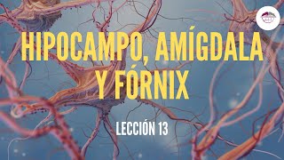 13 HIPOCAMPO AMÍGDALA Y FÓRNIX FISIOLOGÍA DEL SISTEMA NERVIOSO [upl. by Gault]