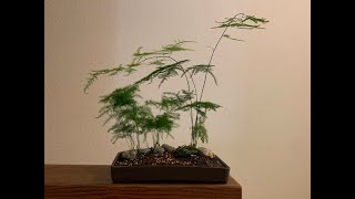 Creating a landscape bonsai using Plumosa Fern Asparagus Plumosus [upl. by Bendick798]