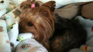 Nj yorkie waking up looking for daddy [upl. by Anividul]