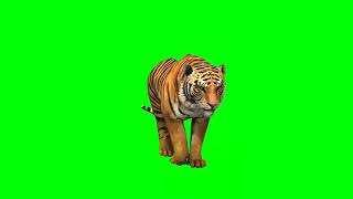 Green screen tiger status [upl. by Sankaran]