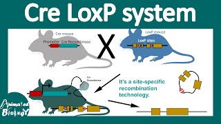 Cre lox system  Conditional gene knockout using the Cre Lox system  site specific recombination [upl. by Bicknell785]