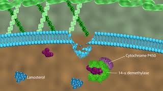 Mechanism of action of antifungal drugs [upl. by Drummond374]