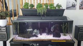 How to build DIY Aquaponic Fishtank addition [upl. by Nina701]